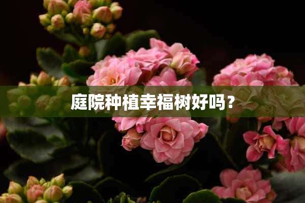 庭院种植幸福树好吗？