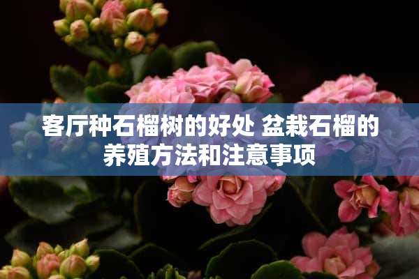 客厅种石榴树的好处 盆栽石榴的养殖方法和注意事项