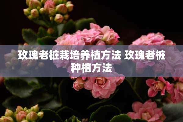 玫瑰老桩栽培养植方法 玫瑰老桩种植方法