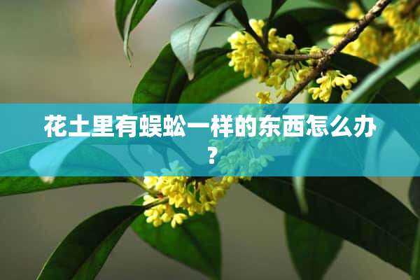 花土里有蜈蚣一样的东西怎么办？