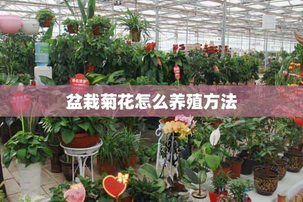 盆栽菊花怎么养殖方法