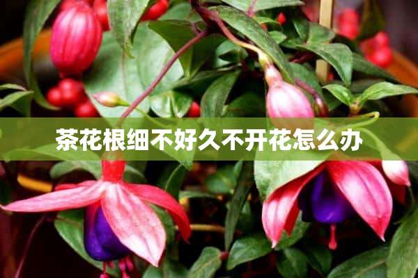 茶花根细不好久不开花怎么办