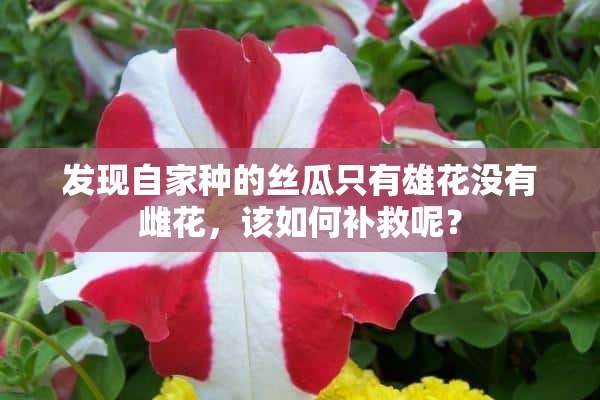 发现自家种的丝瓜只有雄花没有雌花，该如何补救呢？