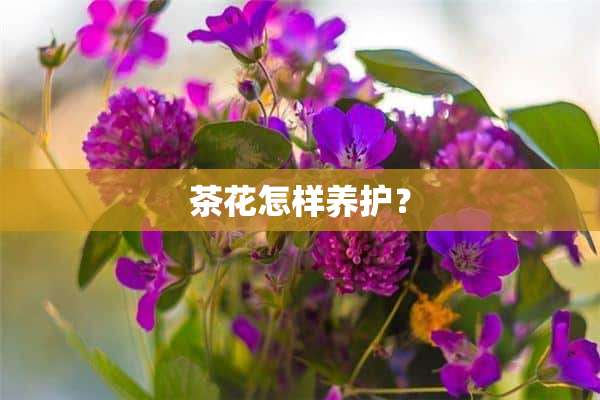 茶花怎样养护？