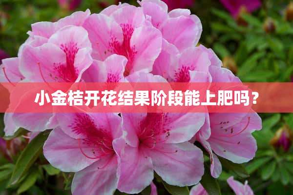 小金桔开花结果阶段能上肥吗？