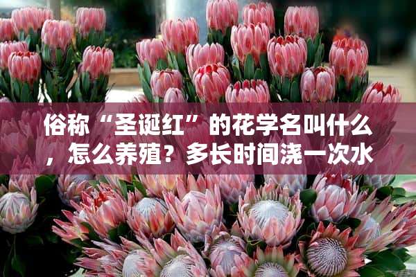 俗称“圣诞红”的花学名叫什么，怎么养殖？多长时间浇一次水？