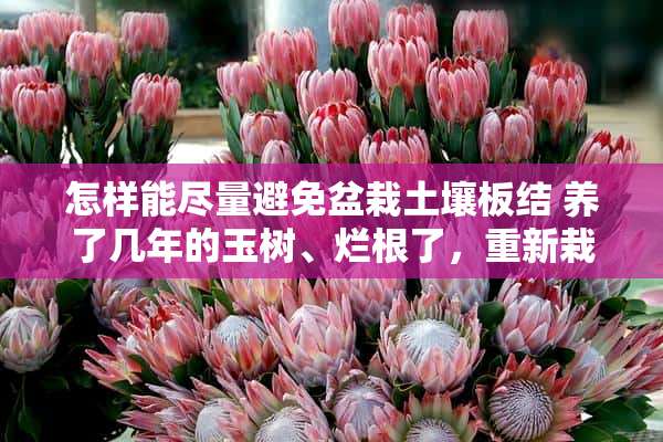 怎样能尽量避免盆栽土壤板结 养了几年的玉树、烂根了，重新栽种还是不生根，有什么办法