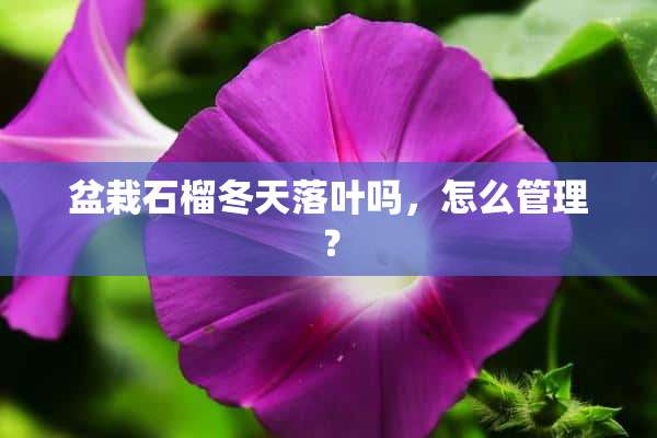 盆栽石榴冬天落叶吗，怎么管理？