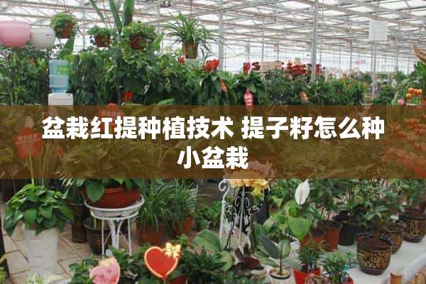 盆栽红提种植技术 提子籽怎么种小盆栽