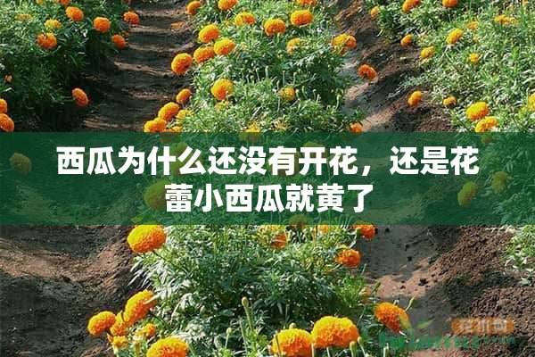 西瓜为什么还没有开花，还是花蕾小西瓜就黄了