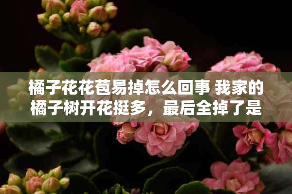 橘子花花苞易掉怎么回事 我家的橘子树开花挺多，最后全掉了是怎么回事