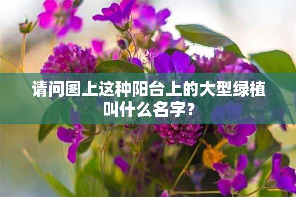 请问图上这种阳台上的大型绿植叫什么名字？