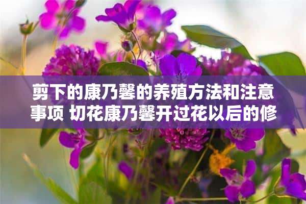 剪下的康乃馨的养殖方法和注意事项 切花康乃馨开过花以后的修剪方法