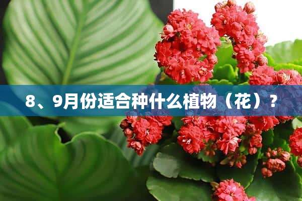 8、9月份适合种什么植物（花）？