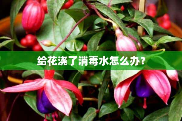 给花浇了消毒水怎么办？