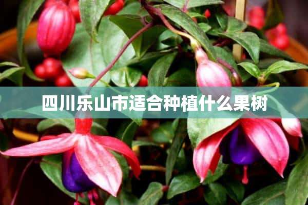 四川乐山市适合种植什么果树