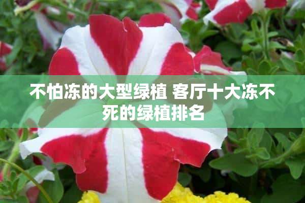 不怕冻的大型绿植 客厅十大冻不死的绿植排名