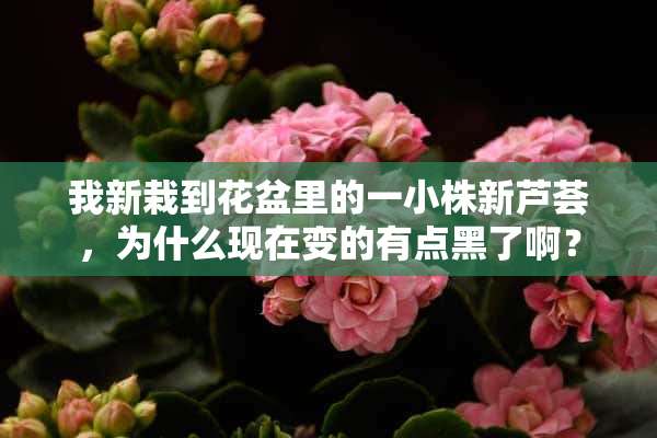 我新栽到花盆里的一小株新芦荟，为什么现在变的有点黑了啊？