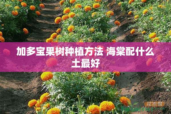 加多宝果树种植方法 海棠配什么土最好