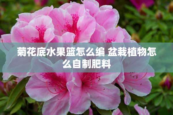 菊花底水果篮怎么编 盆栽植物怎么自制肥料