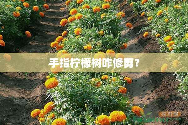 手指柠檬树咋修剪？