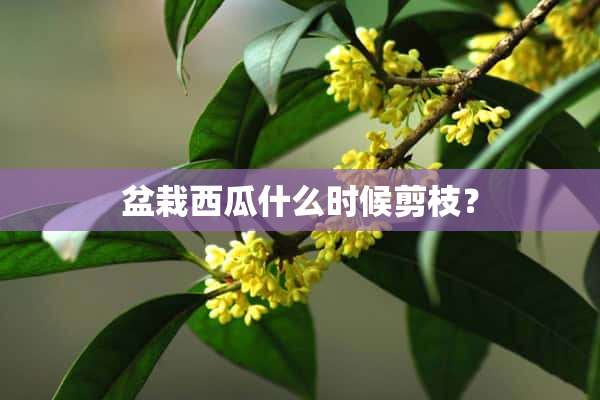 盆栽西瓜什么时候剪枝？