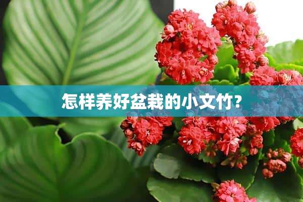 怎样养好盆栽的小文竹？