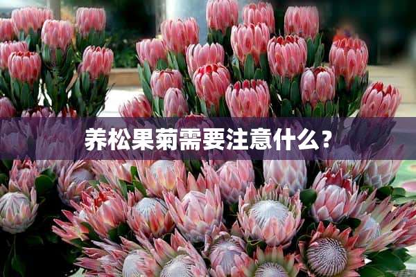 养松果菊需要注意什么？