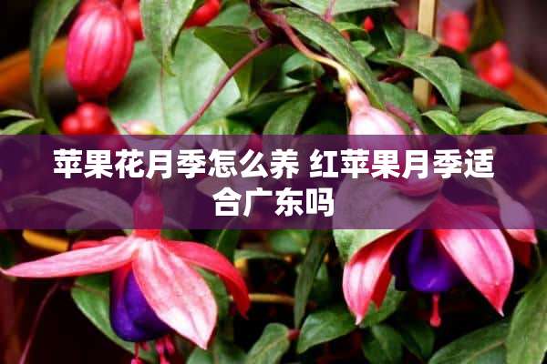 苹果花月季怎么养 红苹果月季适合广东吗