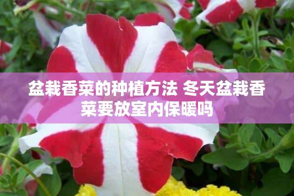 盆栽香菜的种植方法 冬天盆栽香菜要放室内保暖吗