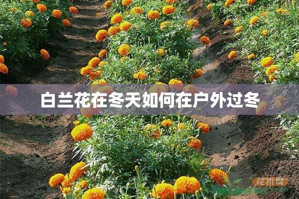 白兰花在冬天如何在户外过冬