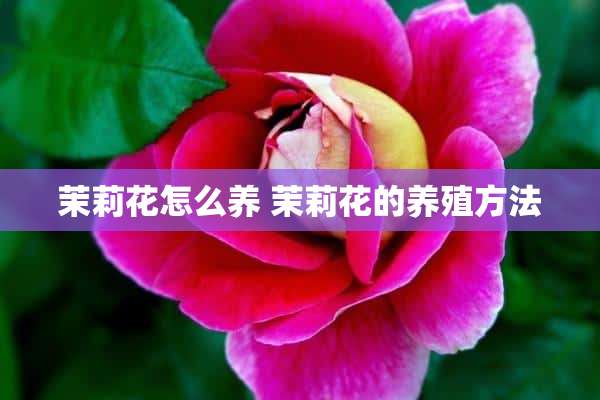 茉莉花怎么养 茉莉花的养殖方法