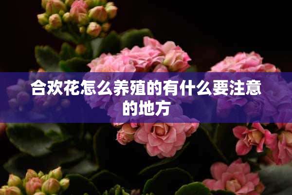 合欢花怎么养殖的有什么要注意的地方