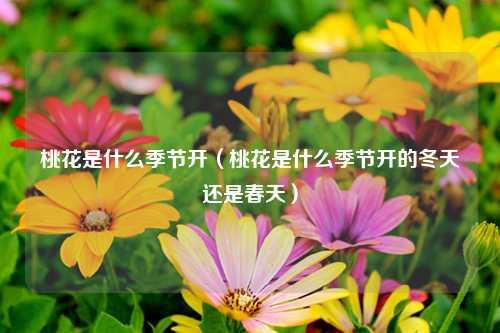 桃花是什么季节开（桃花是什么季节开的冬天还是春天） 花卉