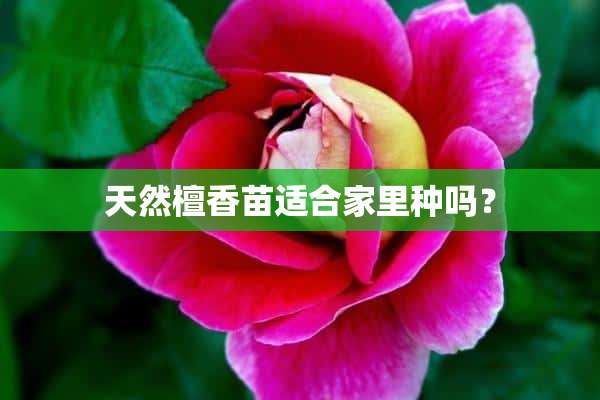 天然檀香苗适合家里种吗？