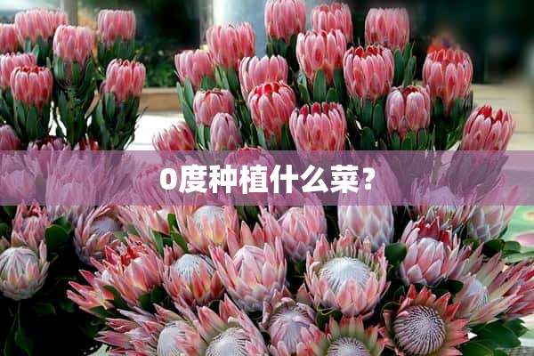 0度种植什么菜？