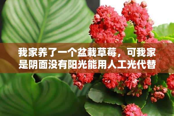 我家养了一个盆栽草莓，可我家是阴面没有阳光能用人工光代替吗？【比如电灯的光】