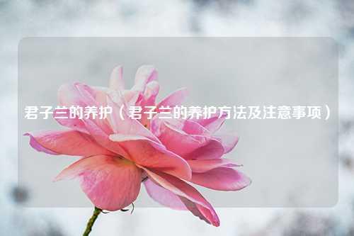 君子兰的养护（君子兰的养护方法及注意事项） 花卉