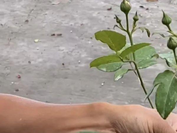 3种花，现在不修剪，后悔一大年，剪完立马长的旺！ 花卉 第3张