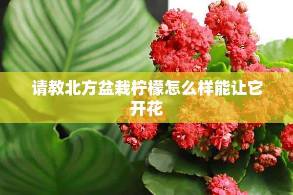 请教北方盆栽柠檬怎么样能让它开花