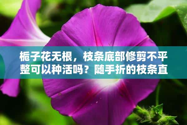 栀子花无根，枝条底部修剪不平整可以种活吗？随手折的枝条直接种植，不知道能不能种活