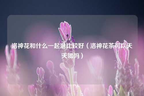 洛神花和什么一起泡比较好（洛神花茶可以天天喝吗） 花卉