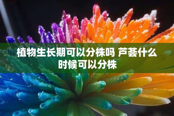 植物生长期可以分株吗 芦荟什么时候可以分株