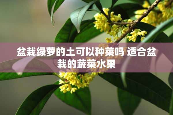 盆栽绿萝的土可以种菜吗 适合盆栽的蔬菜水果