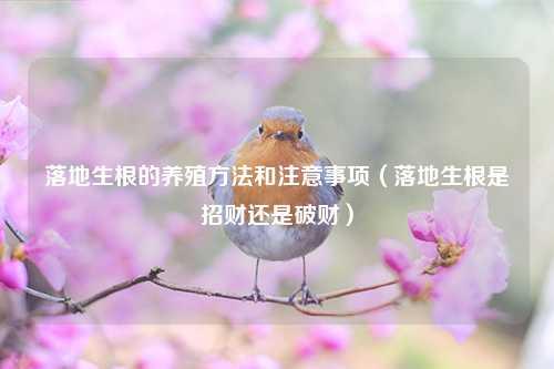 落地生根的养殖方法和注意事项（落地生根是招财还是破财） 花卉