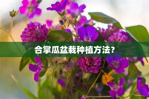 合掌瓜盆栽种植方法？