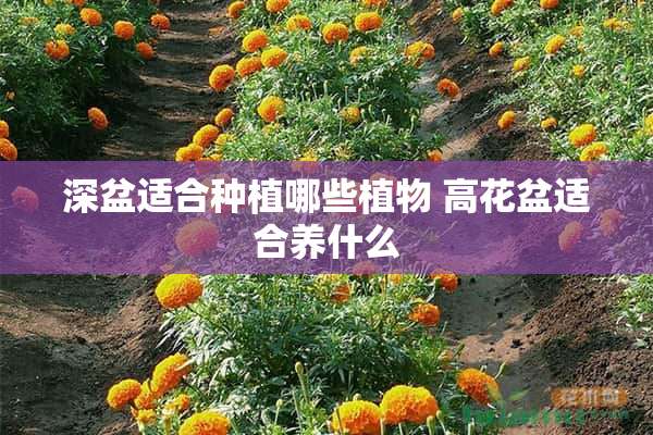 深盆适合种植哪些植物 高花盆适合养什么