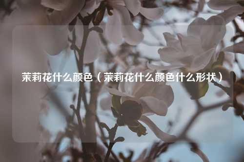 茉莉花什么颜色（茉莉花什么颜色什么形状） 花卉