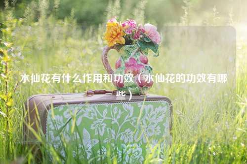 水仙花有什么作用和功效（水仙花的功效有哪些） 花卉