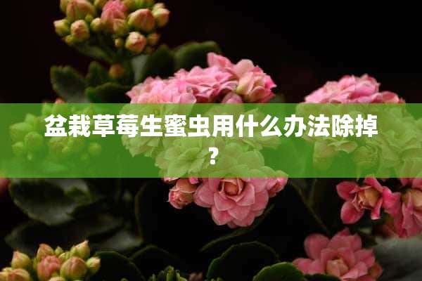 盆栽草莓生蜜虫用什么办法除掉？